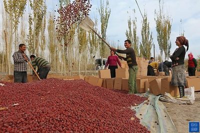 南疆农民种植红枣十几亩,年入百万不是新鲜事
