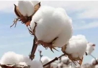 新疆棉花成本增加 | 籽棉收购价或突破8元/公斤 上市期推迟5-10天