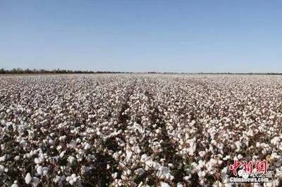 新疆棉花采收在即,机采棉低价收购; 南疆拾花工急缺,棉农“压力”山大